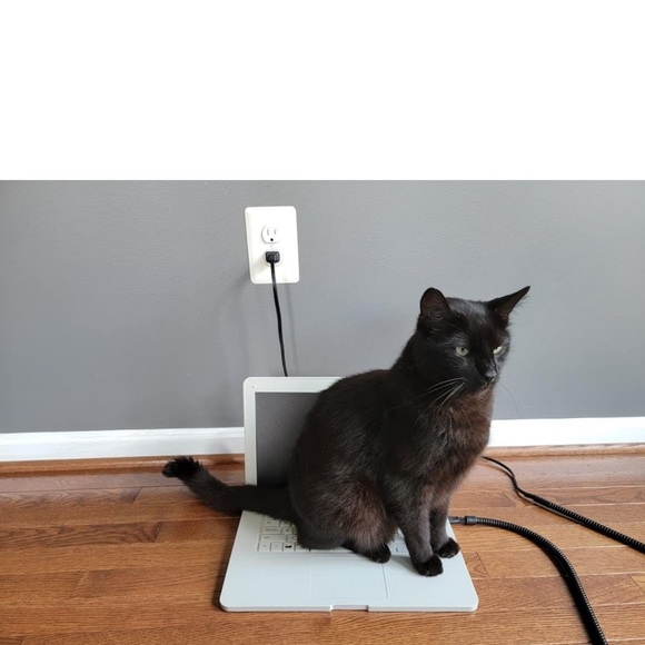 Cat accessories - Picture 8 of 8